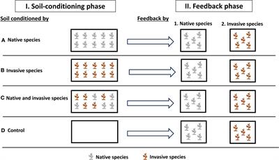 Plant–soil feedback and plant invasion: effect of soil conditioning on native and invasive Prosopis species using the plant functional trait approach